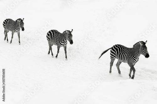 Romantic zebras huging in the snow