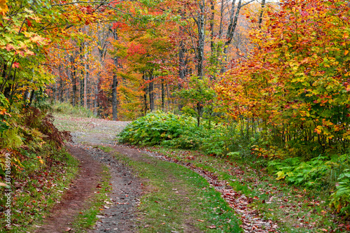 Fall foliage along forest trail in rural Michigan 