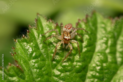 Close up shot of jumping spider on a leaf 
