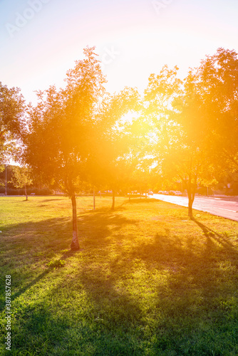 Orange Glowing Sunny Park trees by Summer