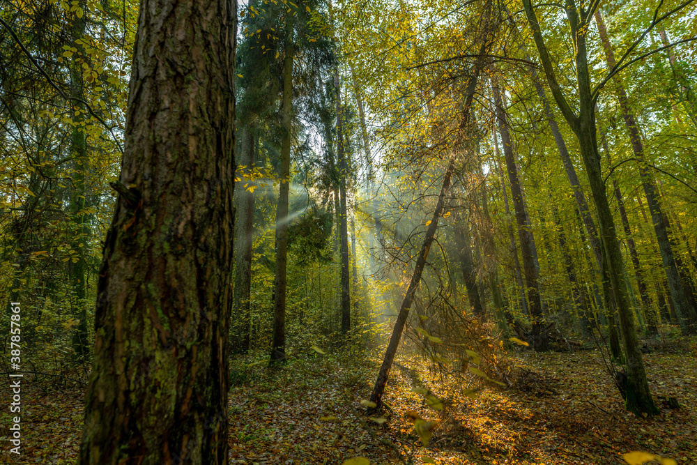 Fototapeta premium forest in autumn