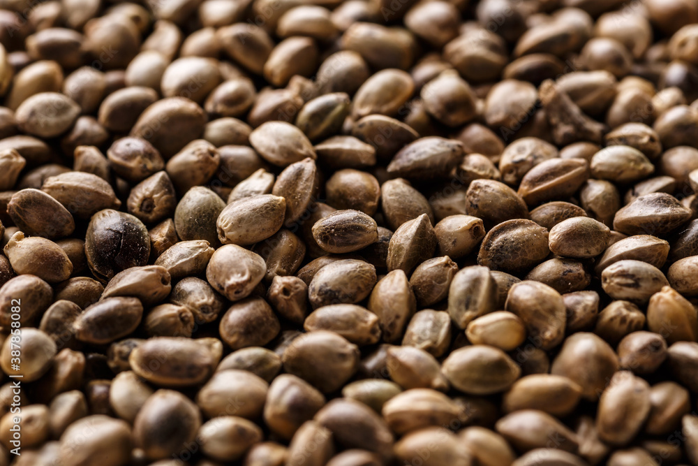 Many Cannabis seeds. Macro detail of marijuana seed.Hemp seeds background in macro.Medicinal cannabis.top view Many Cannabis seeds. Macro detail of marijuana seed.Hemp seeds background in macro.Medicinal cannabis.top view