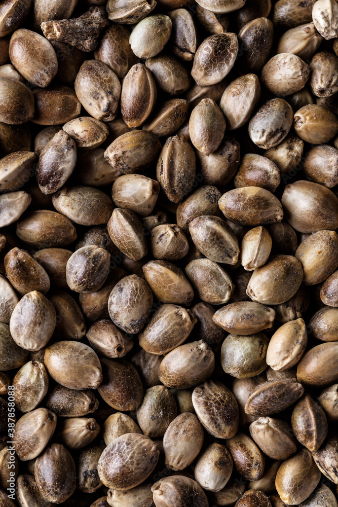 Many Cannabis seeds. Macro detail of marijuana seed.Hemp seeds background in macro.Medicinal cannabis.top view Many Cannabis seeds. Macro detail of marijuana seed.Hemp seeds background in macro.Medicinal cannabis.top view