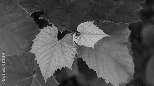 Obraz w ramie Leaf