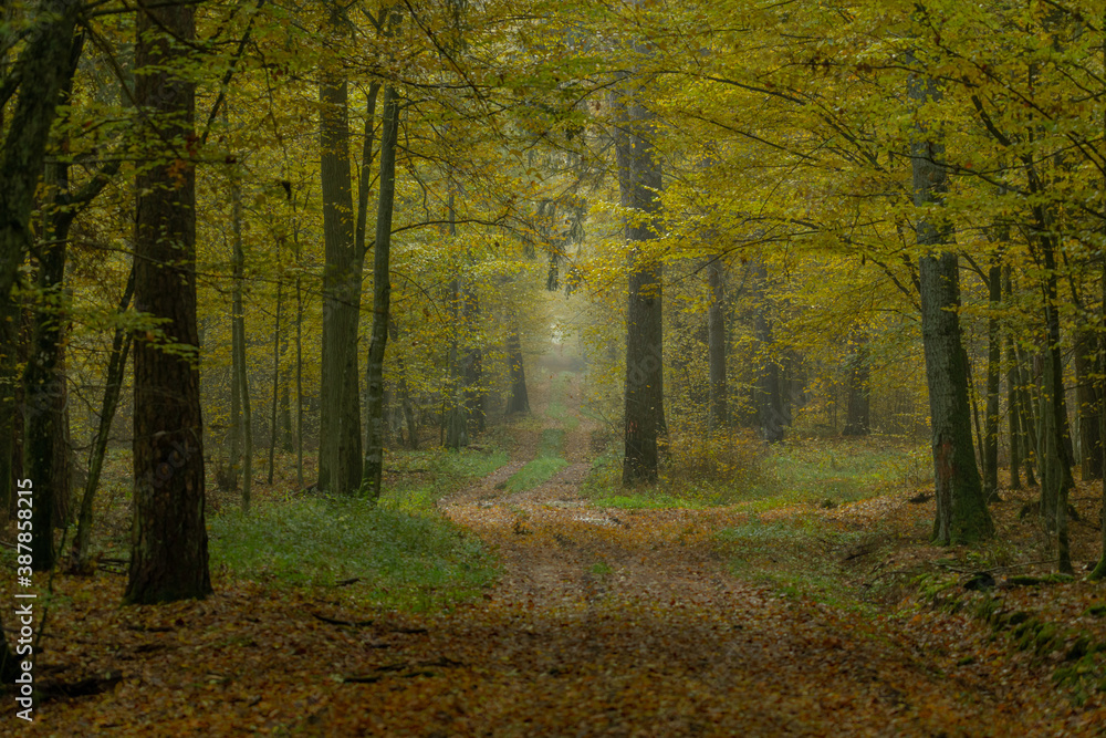 autumn in the forest