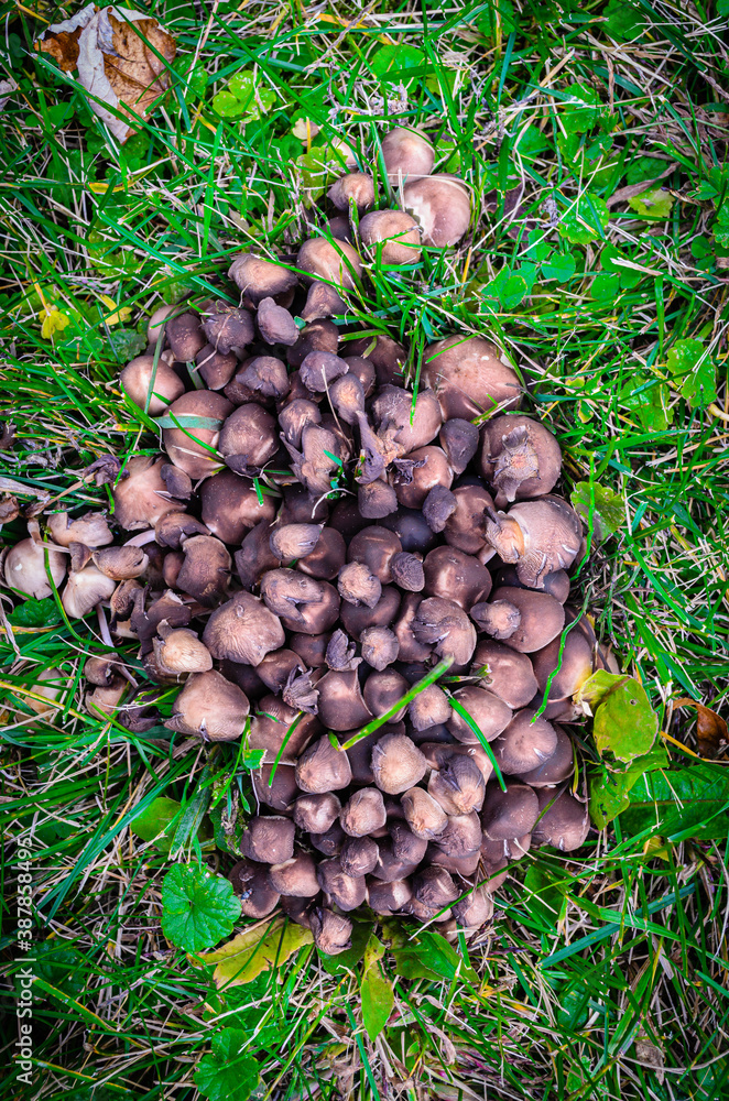 Above view of a large cluster of wild mushrooms Above view of a large cluster of wild mushrooms