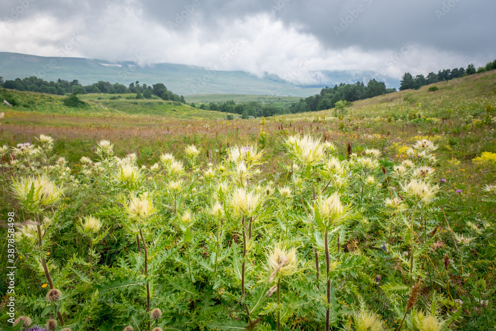 white flowers and grass in a mountain meadow against the backdrop of mountains on a cloudy summer day