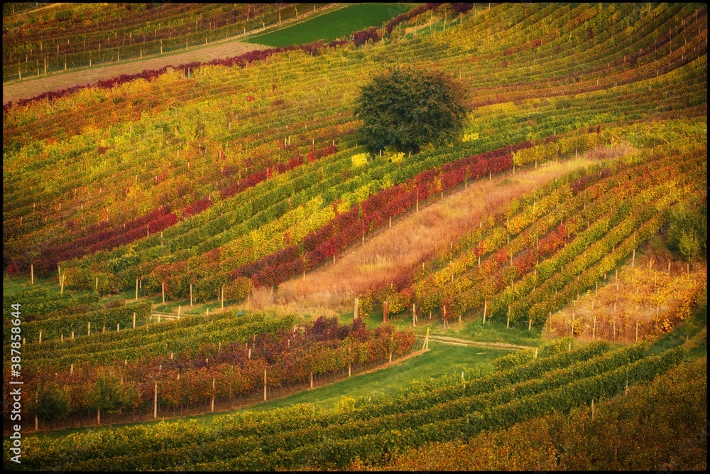 Autumn agricultural landscape in wine growing region in South Moravia, Europe, wine harvest time