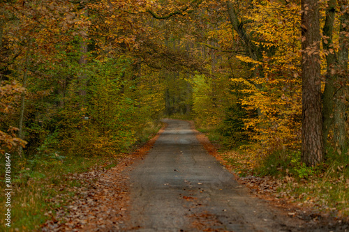 autumn in the park