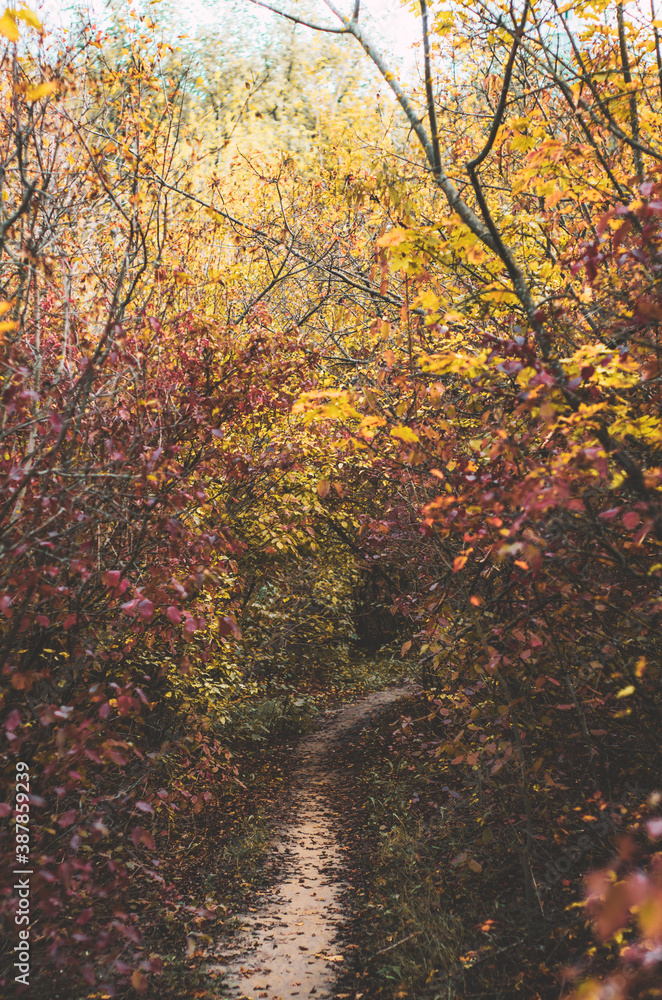 Autumn pathway through a forest