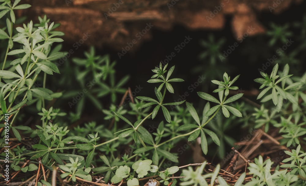 Close up of 6-leaf green plant growing under a tree log with bokeh blurred effect Close up of 6-leaf green plant growing under a tree log with bokeh blurred effect