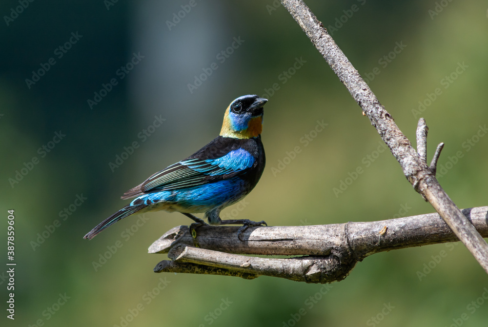 Golen Hooded Tanager