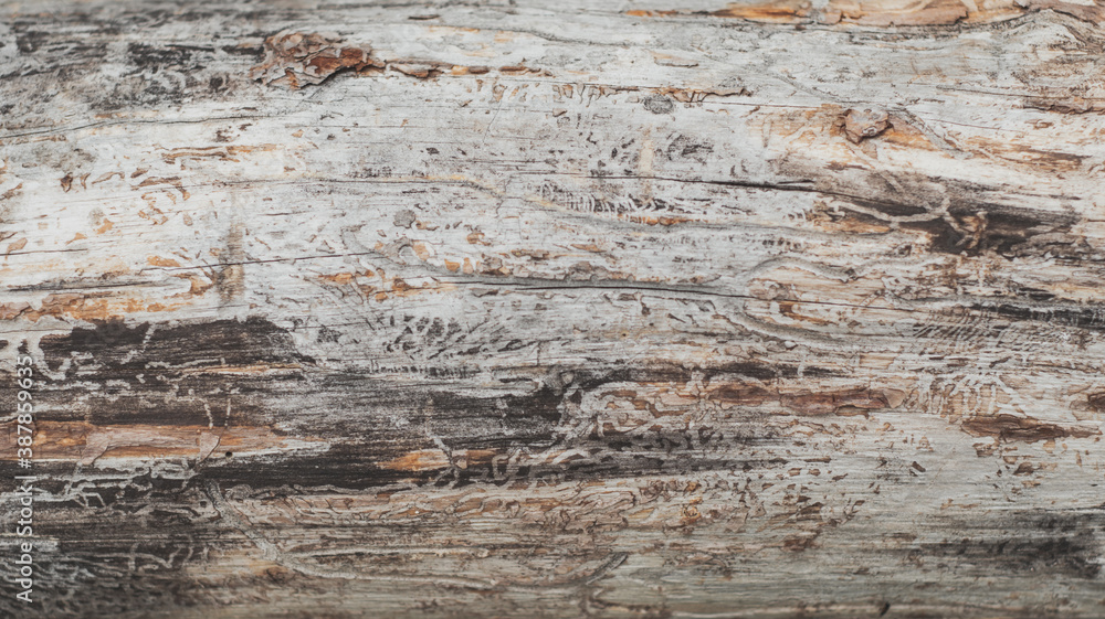 Textured wooden pattern. Tree log with insect marks texture Textured wooden pattern. Tree log with insect marks texture