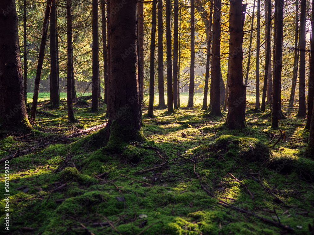 Obraz premium Sonnenaufgang im Herbstwald