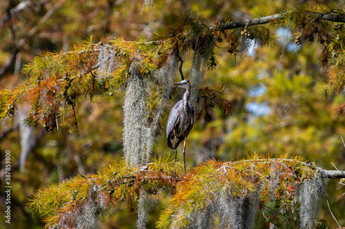 Great Blue Heron in Spanish Moss Covered Cypress, Tree