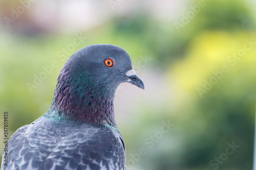 Pigeon in Chiang Mai, Thailand