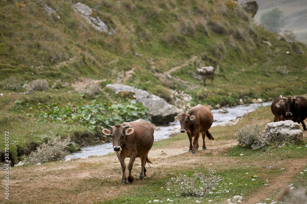 Naklejka premium Migration of a herd of cows in the mountains of Dagestan. Shepherds drive the herd to the farm.