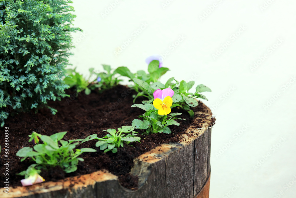 Colourful pansy flowers in a wooden barrel planter. Colourful pansy flowers in a wooden barrel planter.