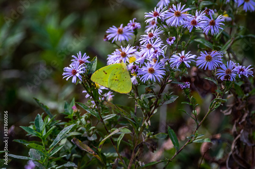 Cloudless Sulphur Butterfly on Wild Blue Aster Wide View photo