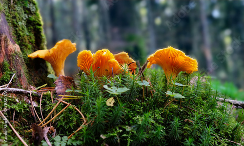 Mushroom family