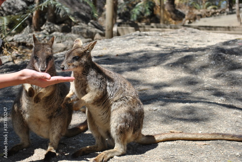 Petrogale mareeba (Mareeba Rock Kangaroo) in Queensland, Australia 