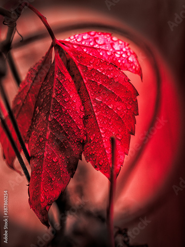 Red leaf