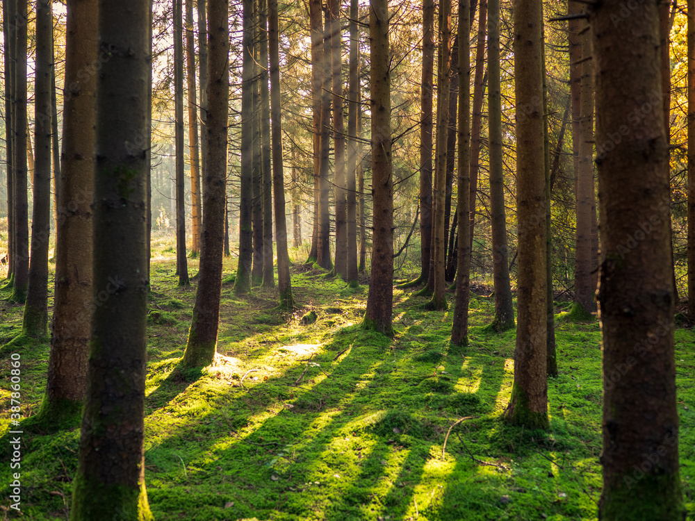Obraz premium Sonnenaufgang im Herbstwald