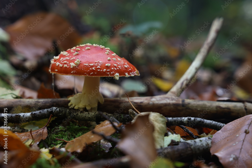 Closeup of amanita muscaria mushroom in forest Closeup of amanita muscaria mushroom in forest