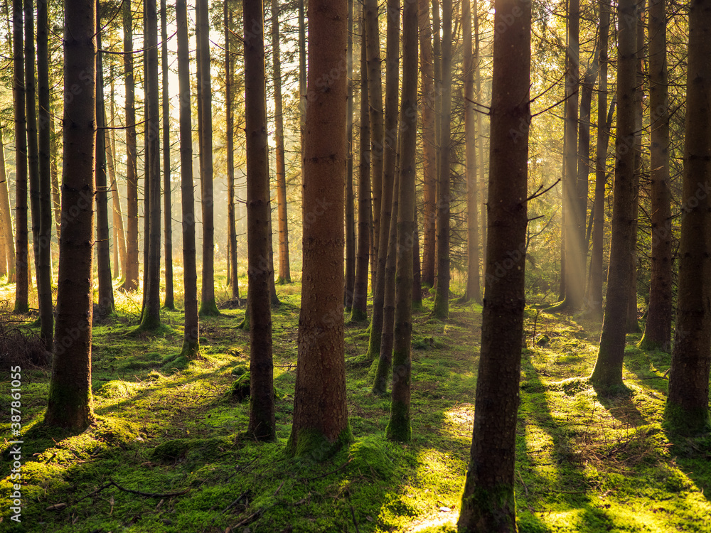Obraz premium Sonnenaufgang im Herbstwald
