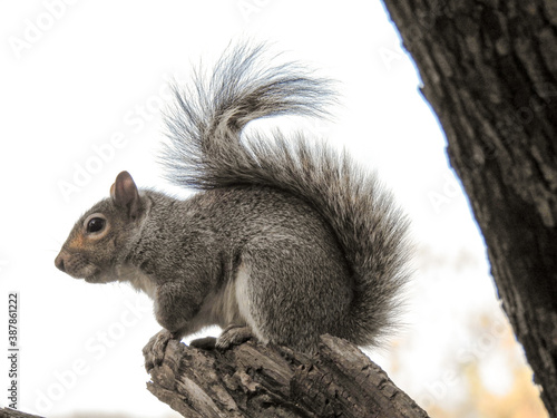 squirrel on a tree, squirrel closeup, 