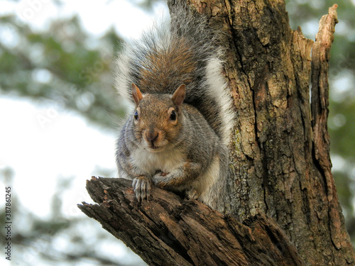 Squirrel on a tree, squirrel closeup