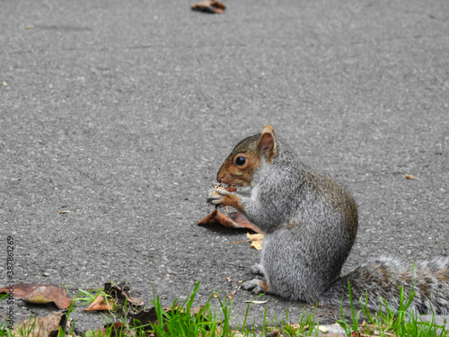 Squirrel eating nut, squirrel eating, squirrel eating in the park