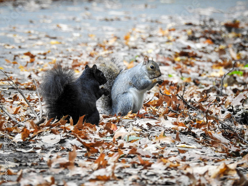 Black squirrel, brown and black squirrel, squirrel couple , squirrel fall