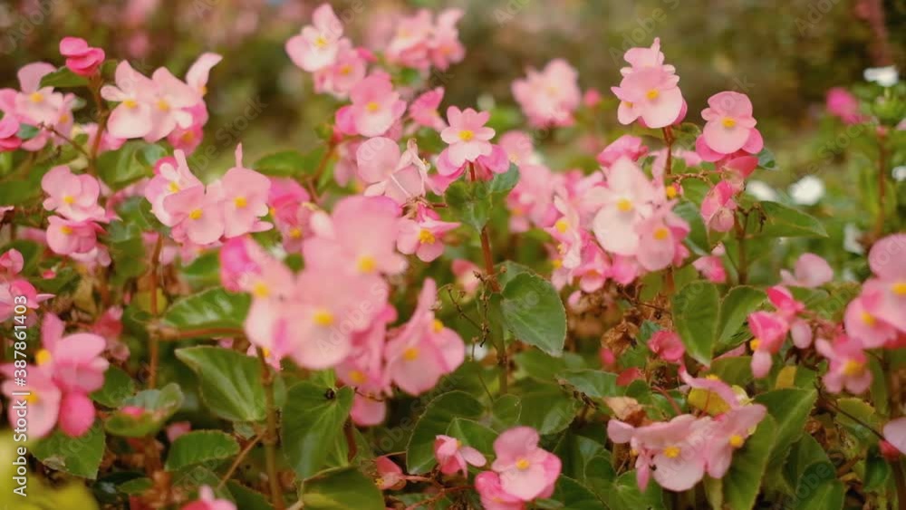 Blooming pink begonia in the autumn park. Park begonia flowers in autumn. Blooming pink begonia in the autumn park. Park begonia flowers in autumn.