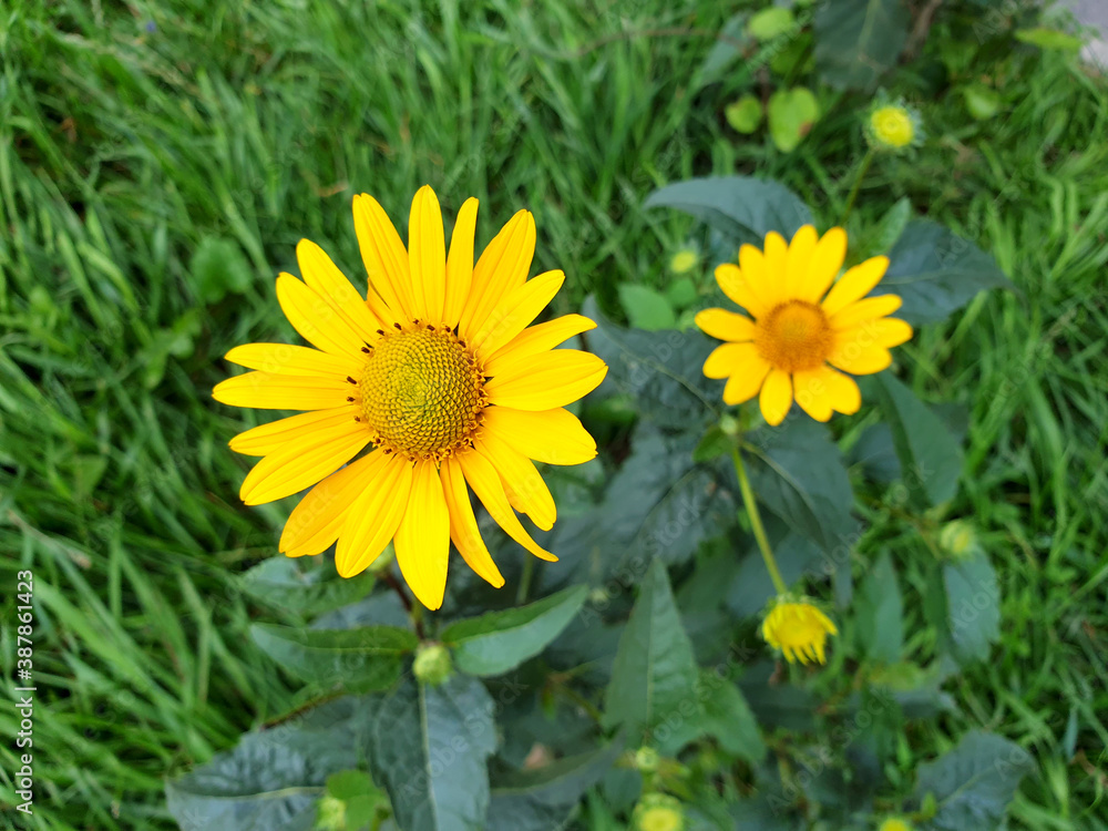 Yellow flower background. Beautiful yellow daisies flowers for background. Yellow flower background. Beautiful yellow daisies flowers for background.