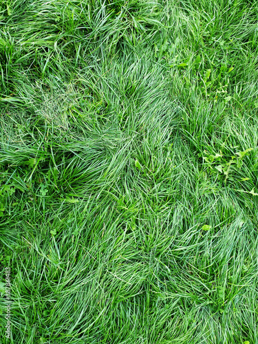 Green grass texture background. Natural background green grass texture.