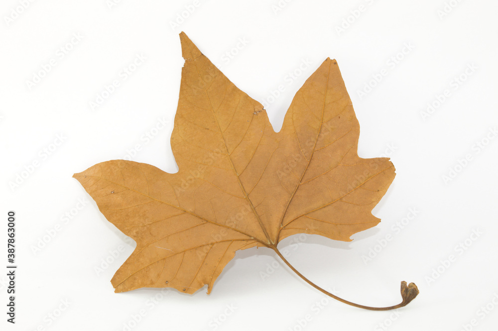 Dry leaf with white background Dry leaf with white background