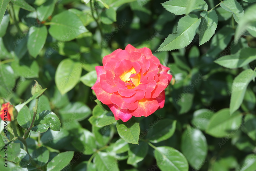 pink rose in garden,flower, nature, green, beautiful, blossom, plant, bloom, summer, love, leaves, flora, beauty, pink rose in garden,flower, nature, green, beautiful, blossom, plant, bloom, summer, love, leaves, flora, beauty,