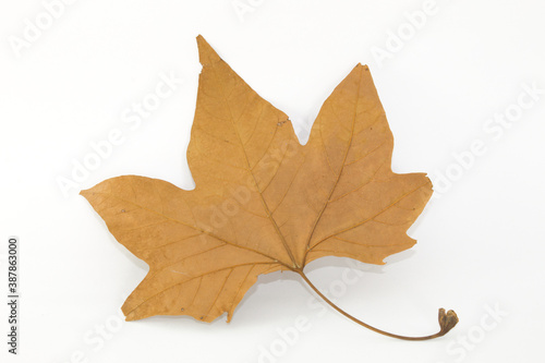 Dry leaf with white background