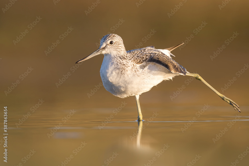 Obraz premium greenshank bird photographed in Ireland