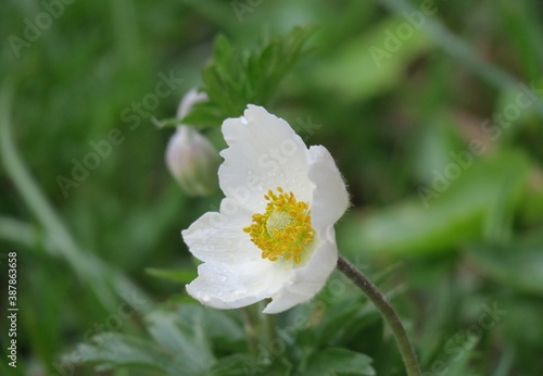 white flower in the garden