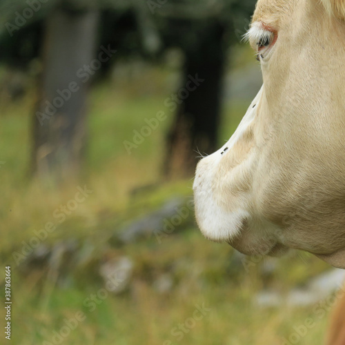 White cow portrait