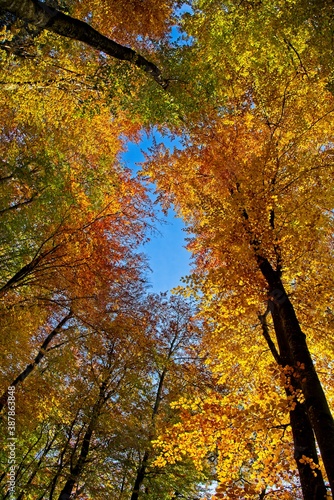 herbstliches Blätterdach