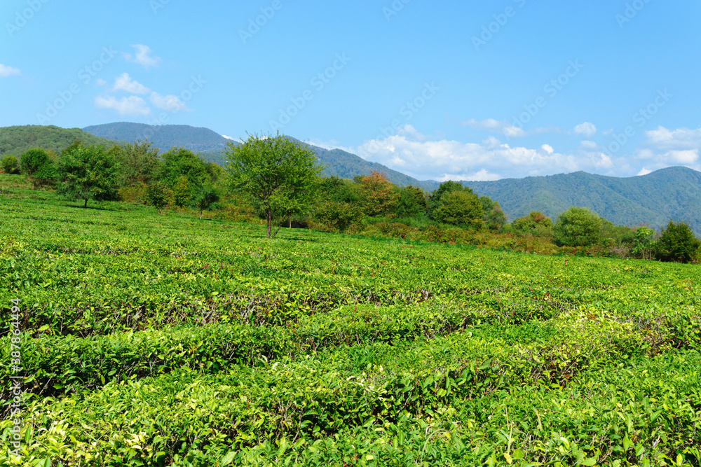 Tea plantation. The tea in Europe. Nature Agricultural Farming Organic Field.