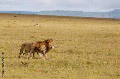 Brotherhood - coalition of male lion on the plains of the Masai Mara National Reserve in Kenya