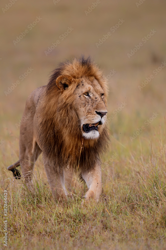 Obraz premium Male lion on the plains of the Masai Mara Game Reserve in Kenya