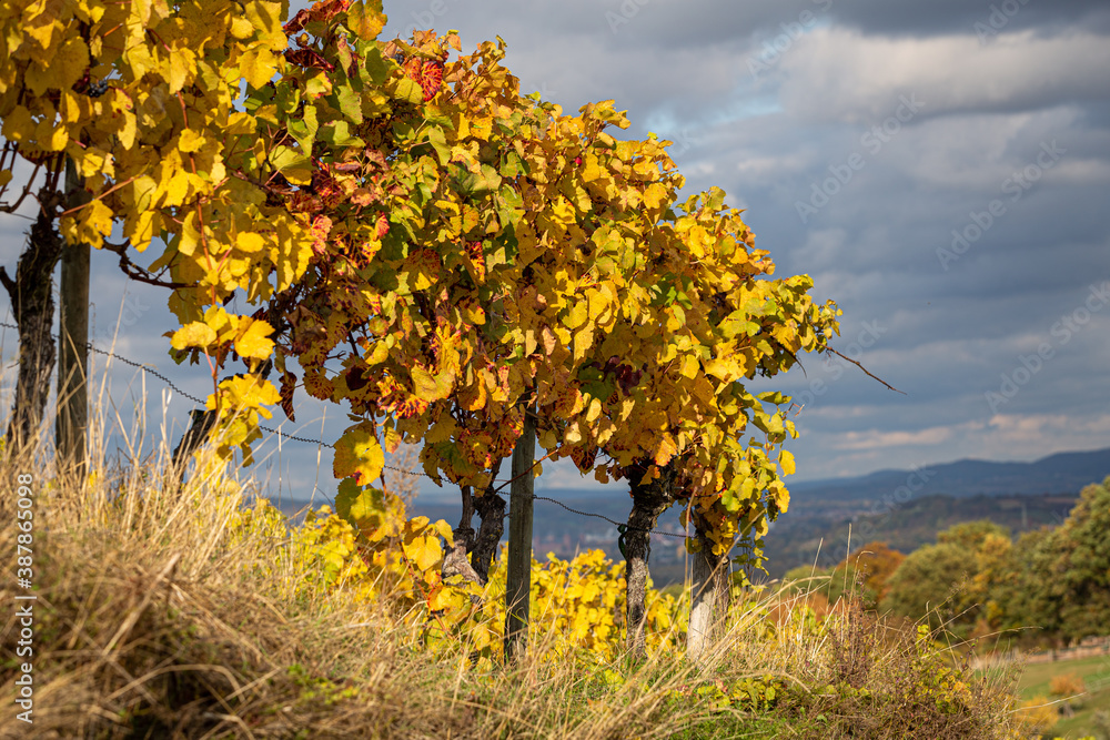 Fototapeta premium Weinstock