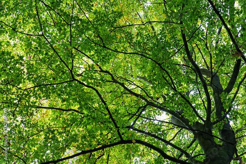 Grünes Blätterdach © Cpro