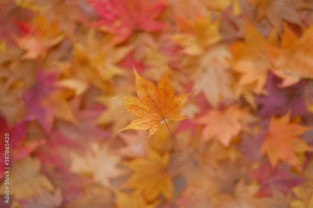 秋の落ち葉 