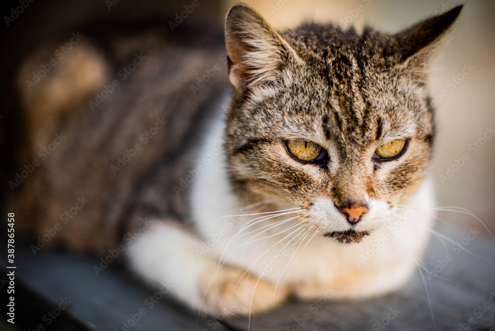Homeless cat portrait. A beautiful cat with beauty eyes. Animals are homeless. Small depth of field. Homeless cat portrait. A beautiful cat with beauty eyes. Animals are homeless. Small depth of field.